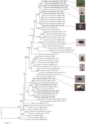 Species Diversity and Virulence Potential of the Beauveria bassiana Complex and Beauveria scarabaeidicola Complex